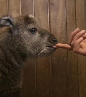 Panda, Gorilla & Co.