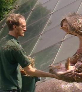 Panda, Gorilla & Co.