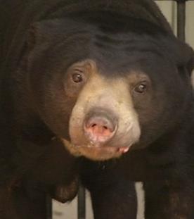 Panda, Gorilla & Co.