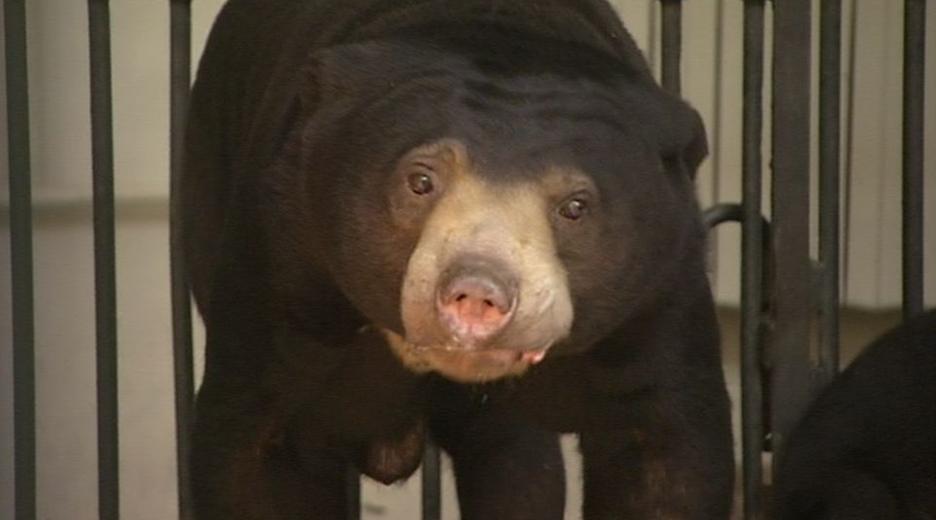 Panda, Gorilla & Co.