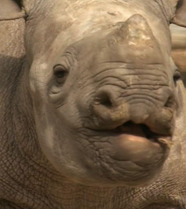 Panda, Gorilla & Co.