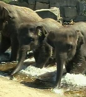 Panda, Gorilla & Co.