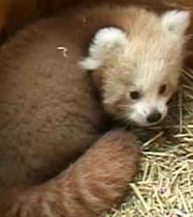 Panda, Gorilla & Co.