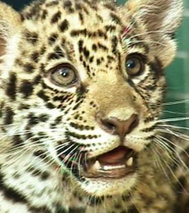 Panda, Gorilla & Co.