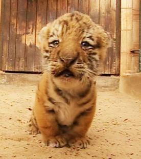 Panda, Gorilla & Co.