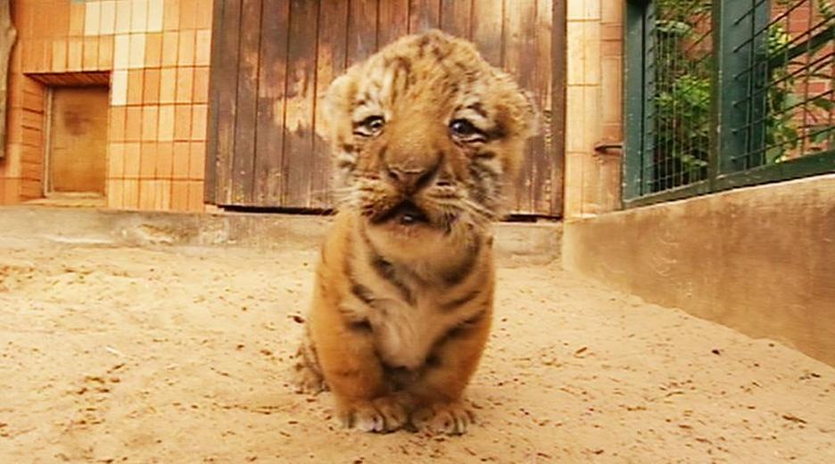 Panda, Gorilla & Co.