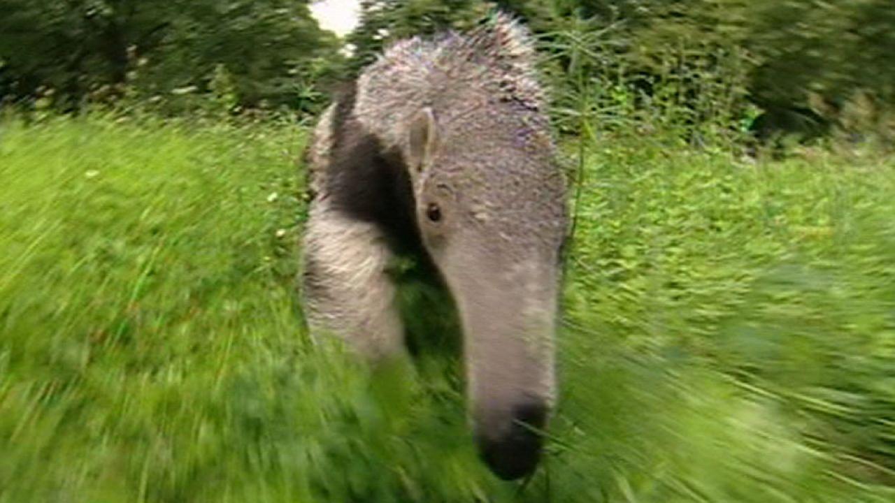 Panda, Gorilla & Co.