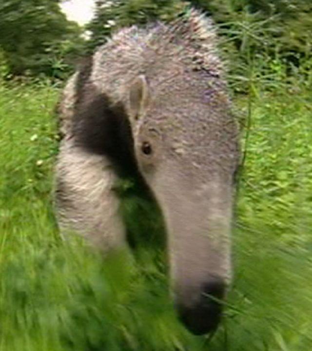 Panda, Gorilla & Co.