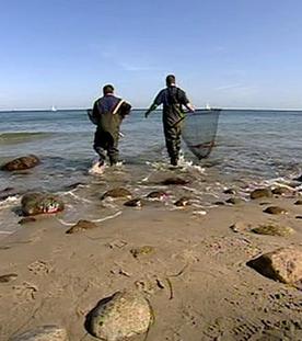 Panda, Gorilla & Co.