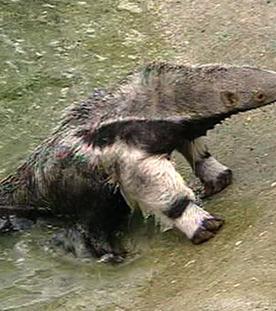 Panda, Gorilla & Co.