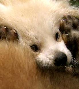 Panda, Gorilla & Co.