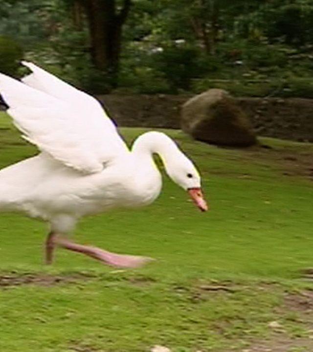 Panda, Gorilla & Co.