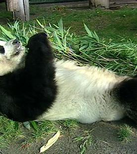 Panda, Gorilla & Co.