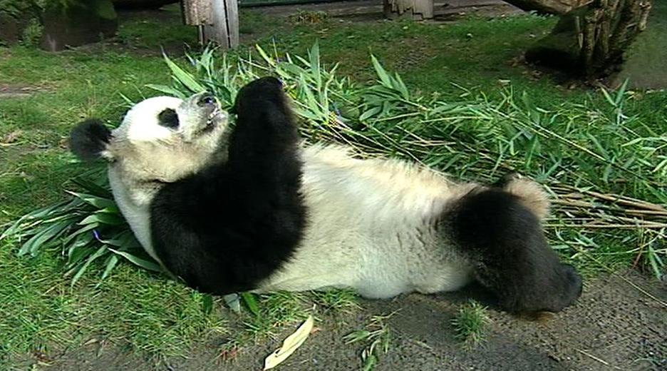 Panda, Gorilla & Co.