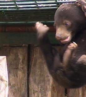 Panda, Gorilla & Co.