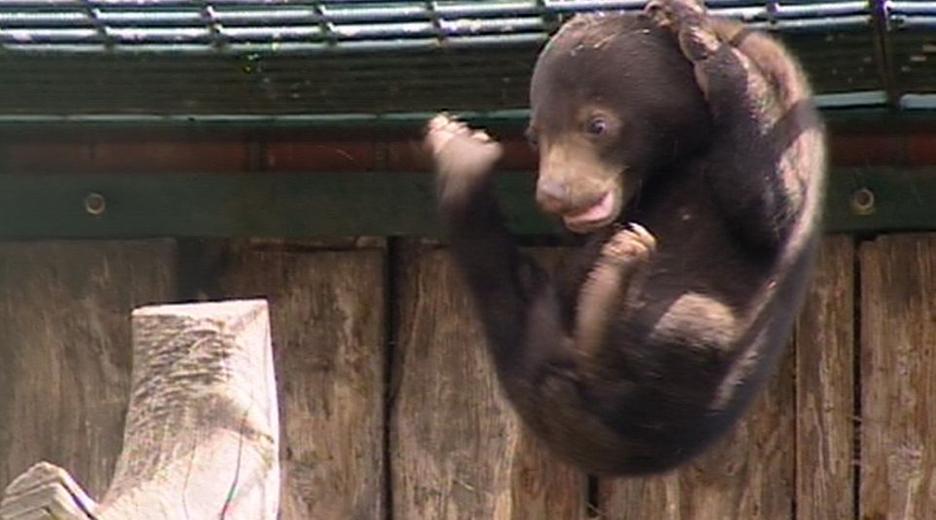 Panda, Gorilla & Co.