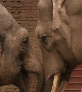 Panda, Gorilla & Co.