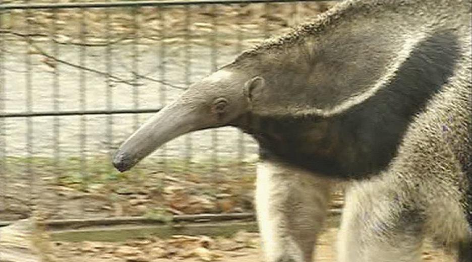 Panda, Gorilla & Co.