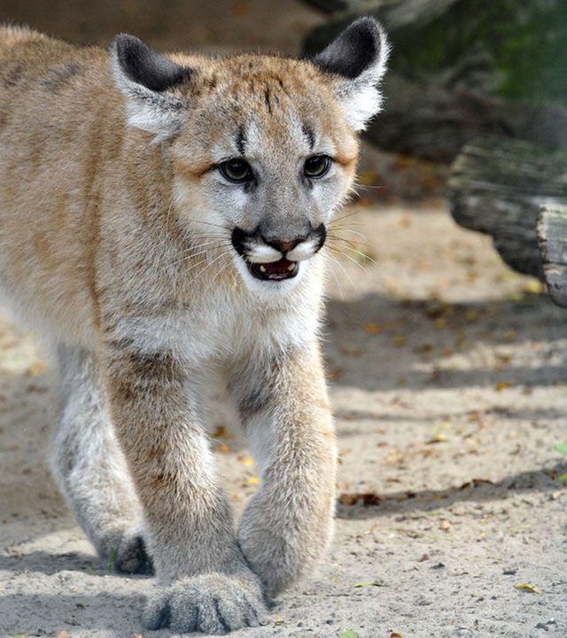 Panda, Gorilla & Co.: Katzenarten