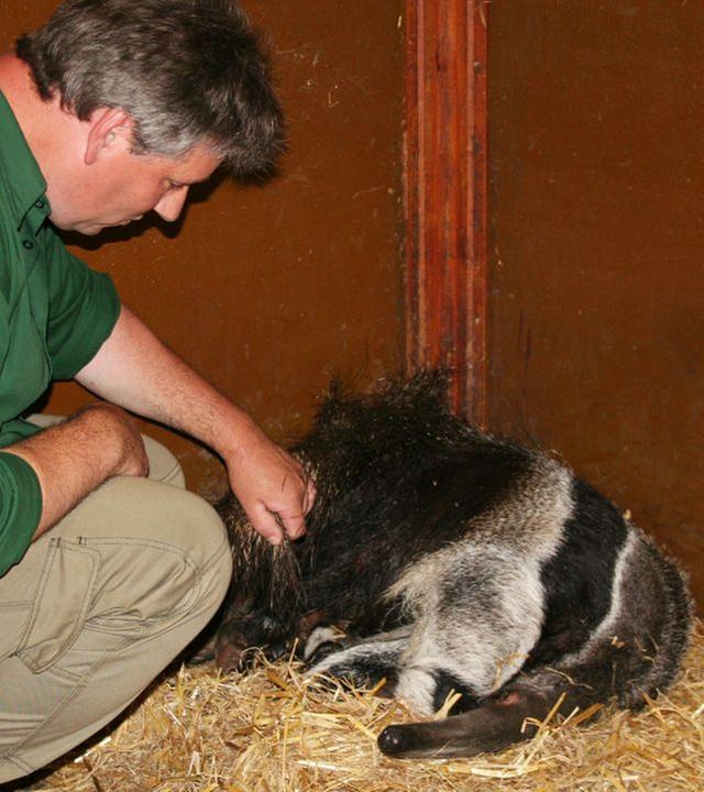 Panda, Gorilla & Co.: Reisevorbereitungen