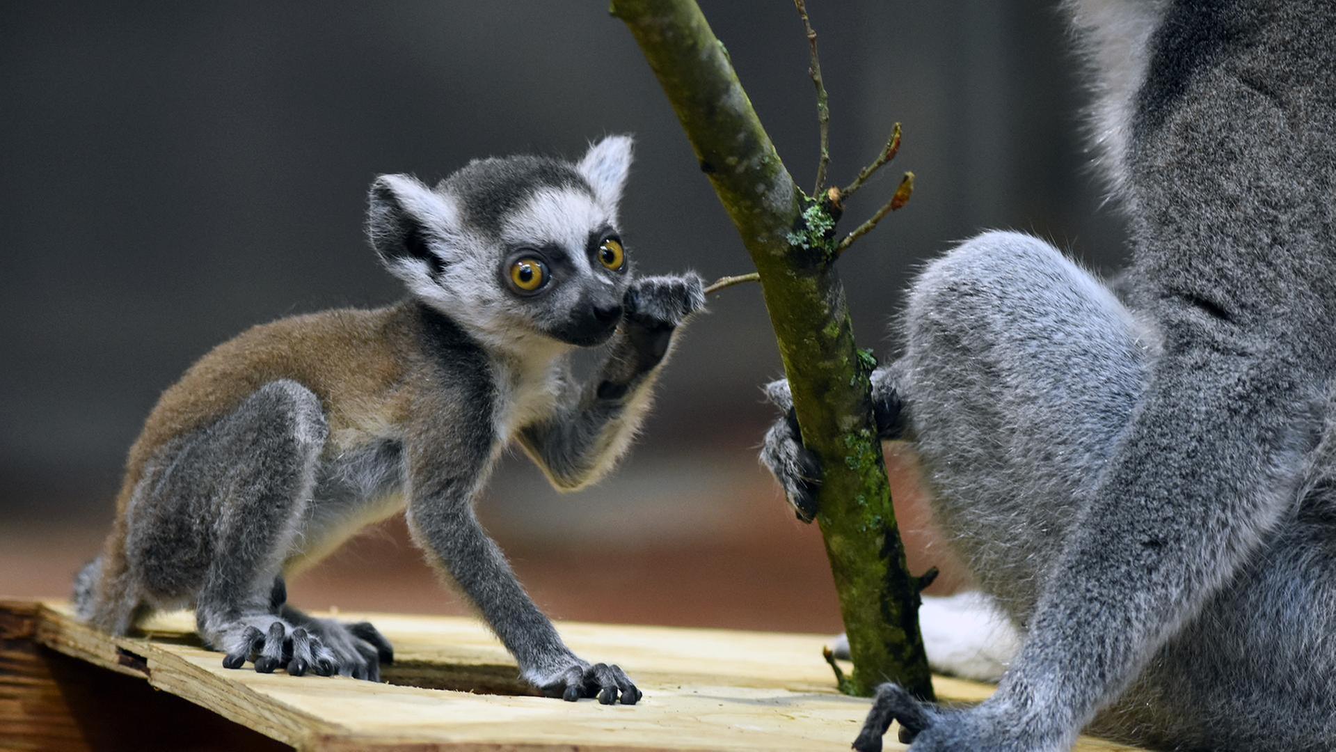 Papa Katta ist der Beste