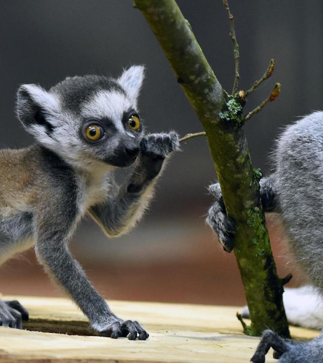 Papa Katta ist der Beste