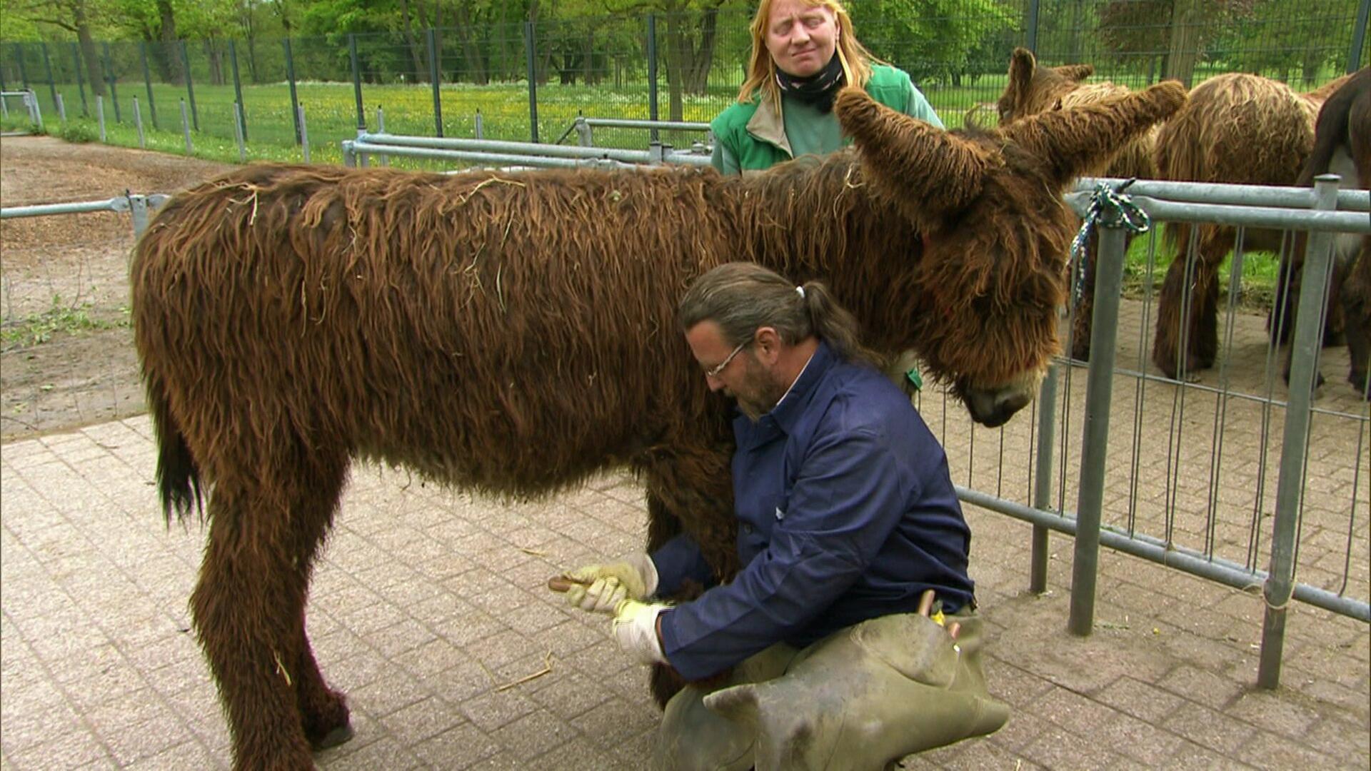 Pediküre bei den Poitou-Eseln