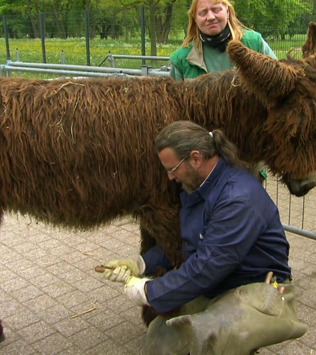 Pediküre bei den Poitou-Eseln