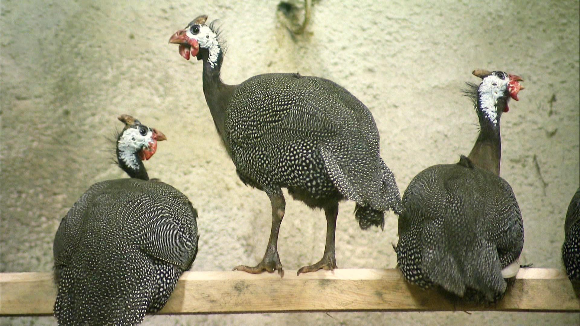 Perlhühner müssen umziehen