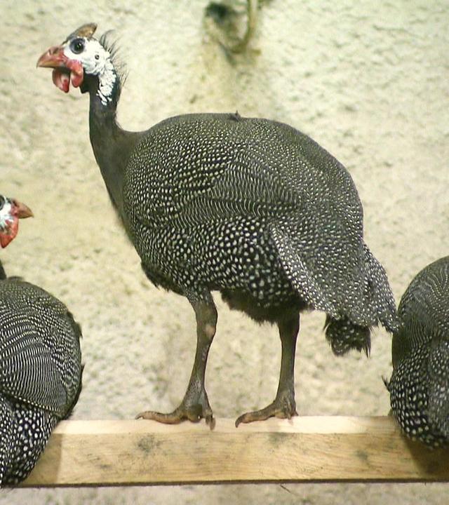 Perlhühner müssen umziehen