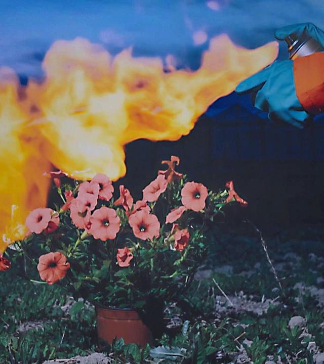 Petunien-Massaker, Sportfans und Babygesänge