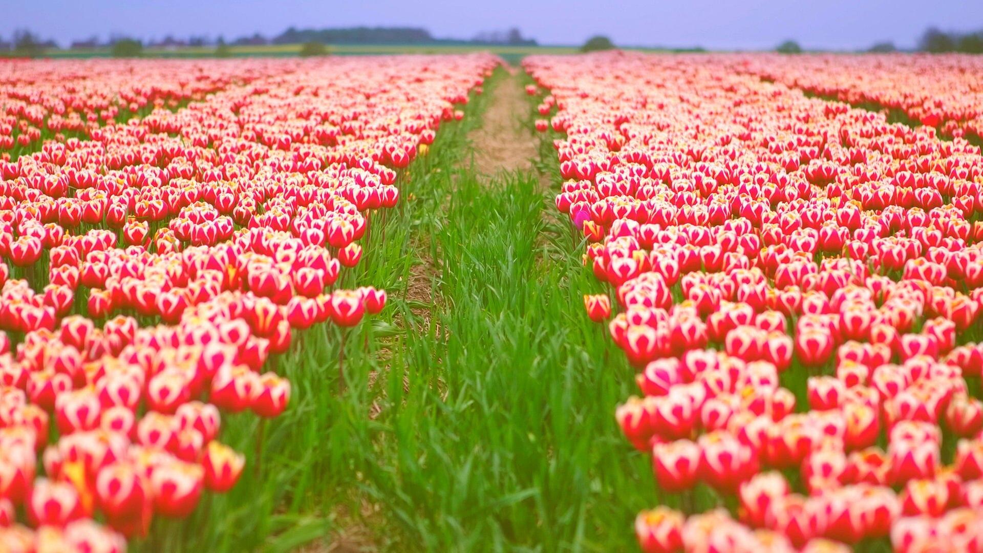 Pfingstrosen und Tulpen - Mitteldeutschlands Blumenmeer