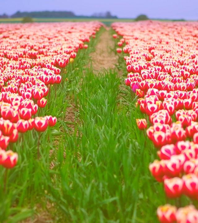 Pfingstrosen und Tulpen - Mitteldeutschlands Blumenmeer