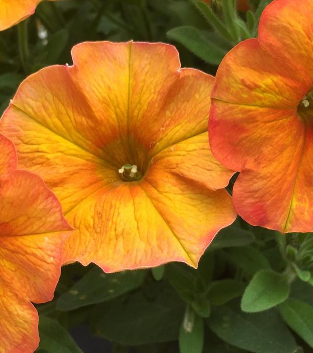 Pflanze des Jahres - Wildbienen - Kübelpflanzen auswintern - Muttertags-Deko