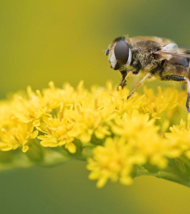 Pflanzliche Einwanderer, Balkonkästen, Balkonpflanzen