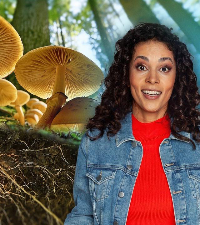 Pilze · Die Macht unter unseren Füßen