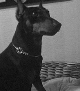 Pinscher Vito von der Birkenheide aus Völklingen Hunde-Weltsieger in Brünn (Brno)