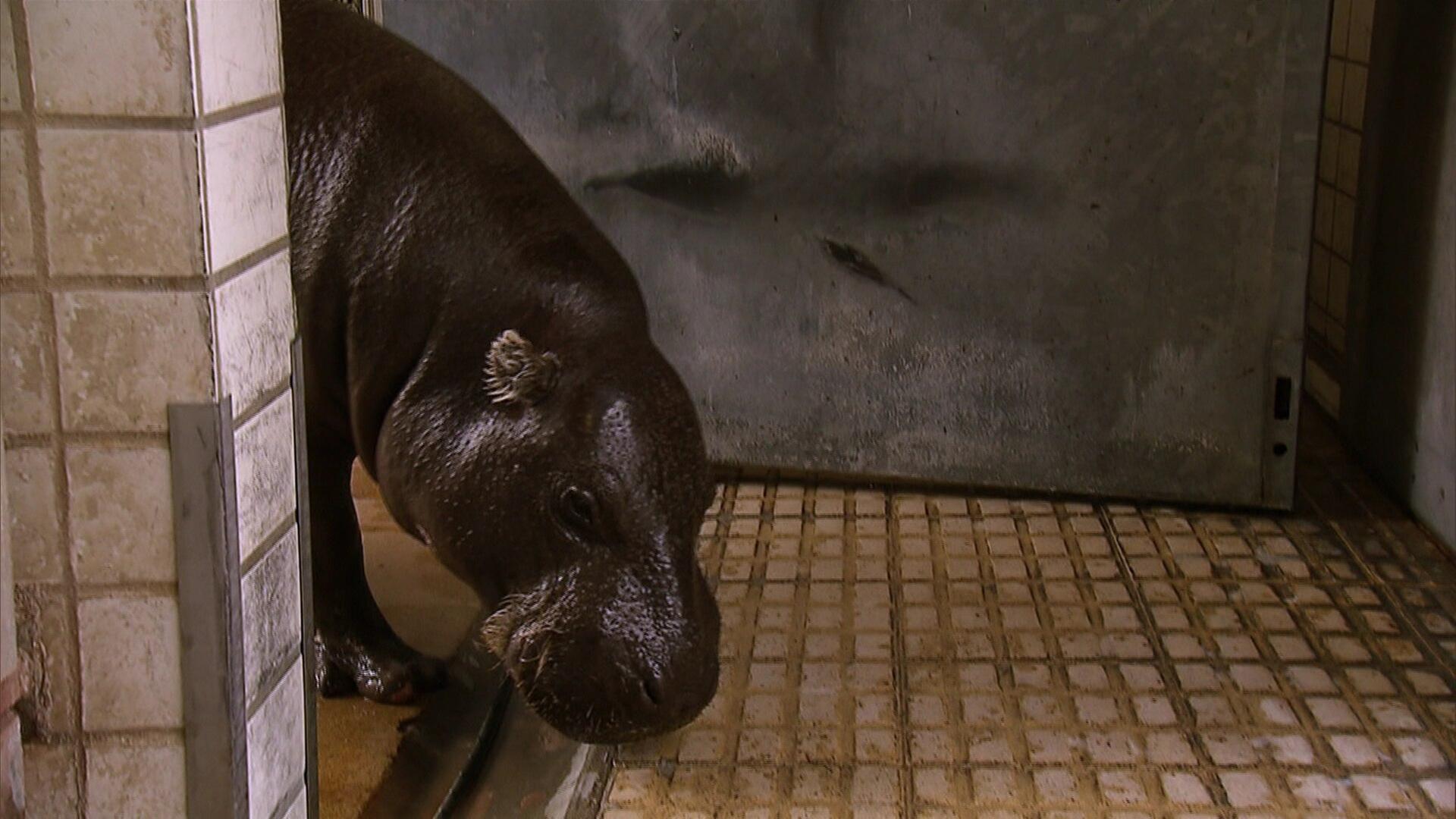 Privilegien für Hannibal