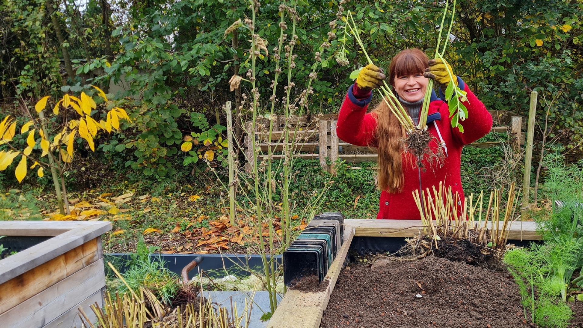 Querbeet vom 04.11.2024: Stauden teilen