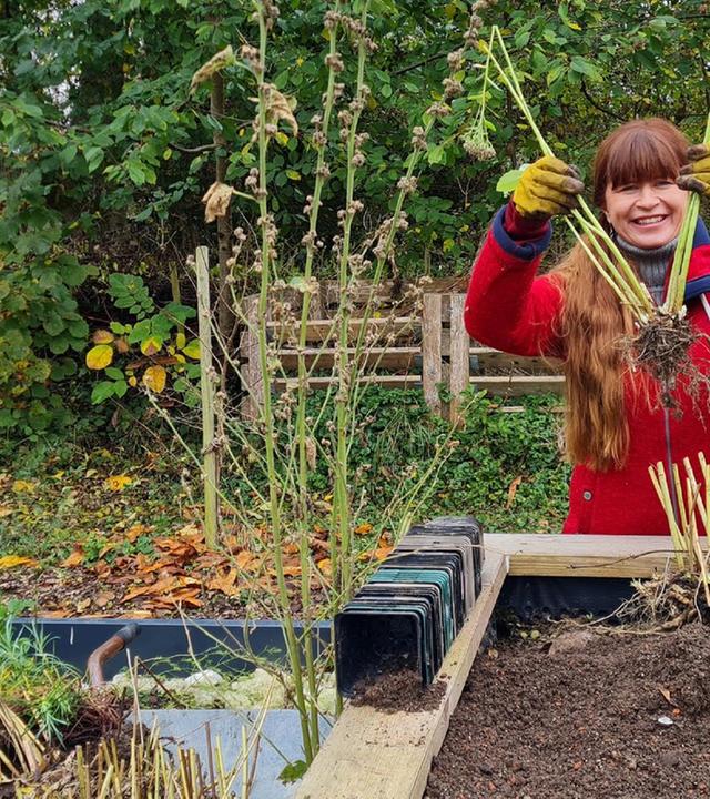 Querbeet vom 04.11.2024: Stauden teilen