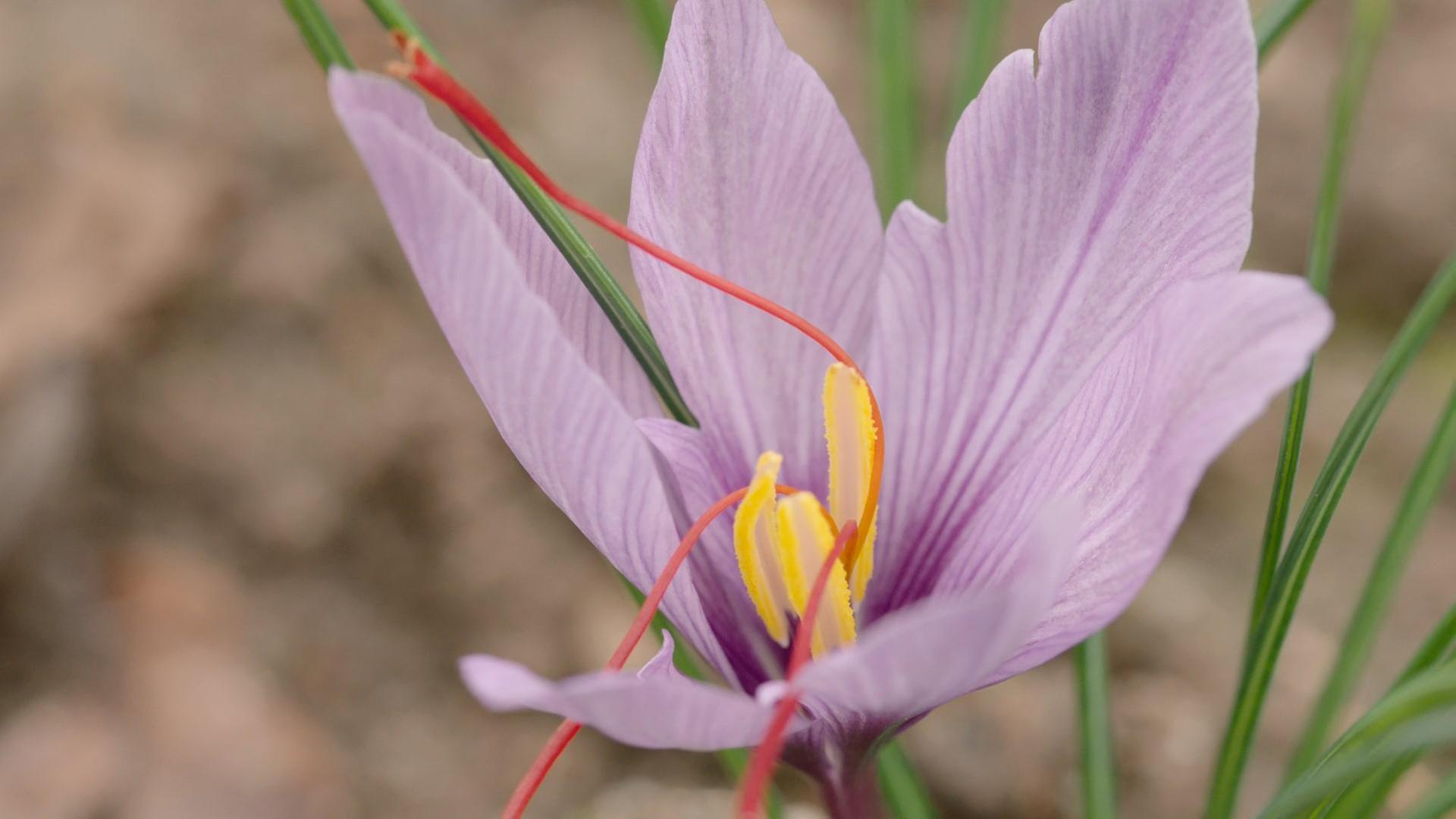 Querbeet vom 16.06.2024: Mitmischer im Querbeet-Garten