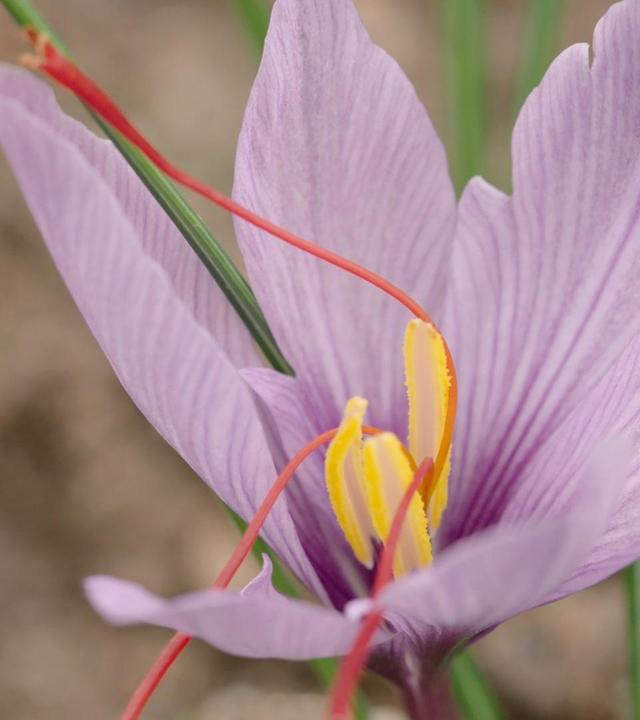 Querbeet vom 16.06.2024: Mitmischer im Querbeet-Garten