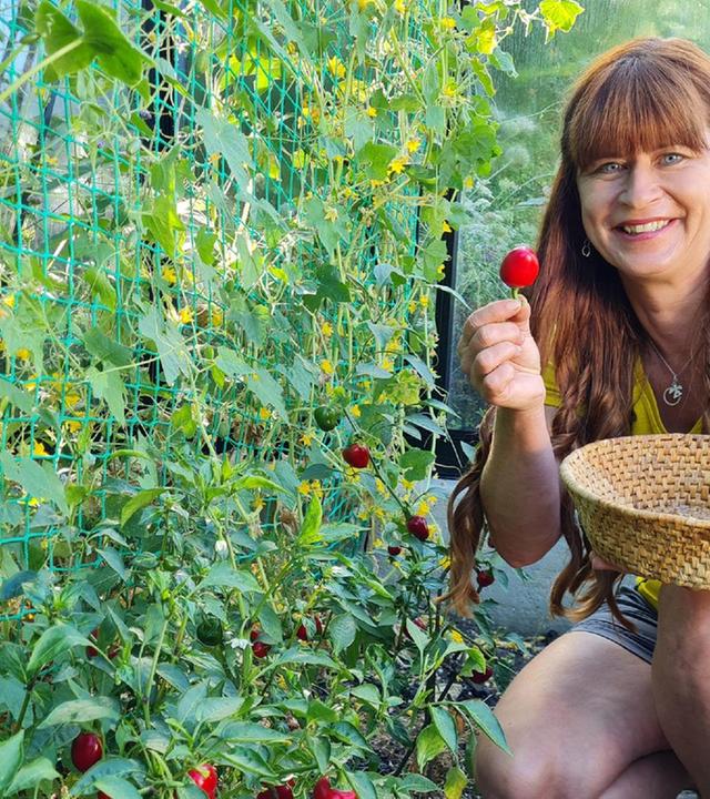 Querbeet vom 26.08.2024: Gurken und Kirschpaprika