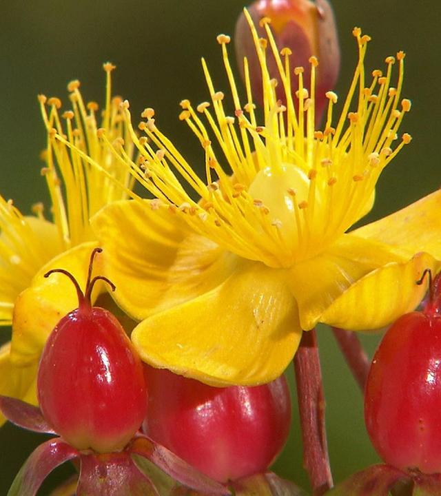 Querbeet vom 28.07.2024: Kräuter und Johanniskraut