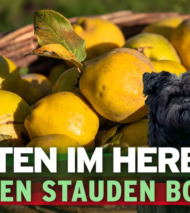 Quitten ernten, Stauden pflanzen, Bohnensamen ernten