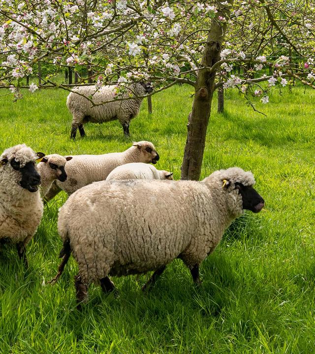 Re: Mit Bäumen gegen die Dürre