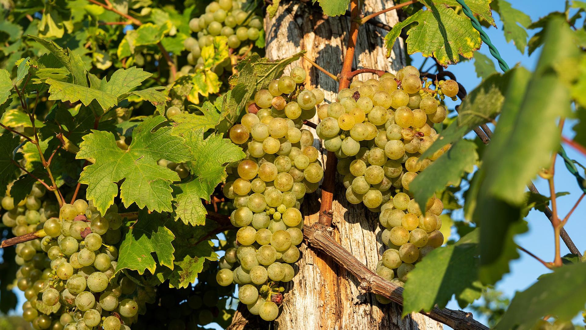 Re: Verbotene Liebe zum Wein