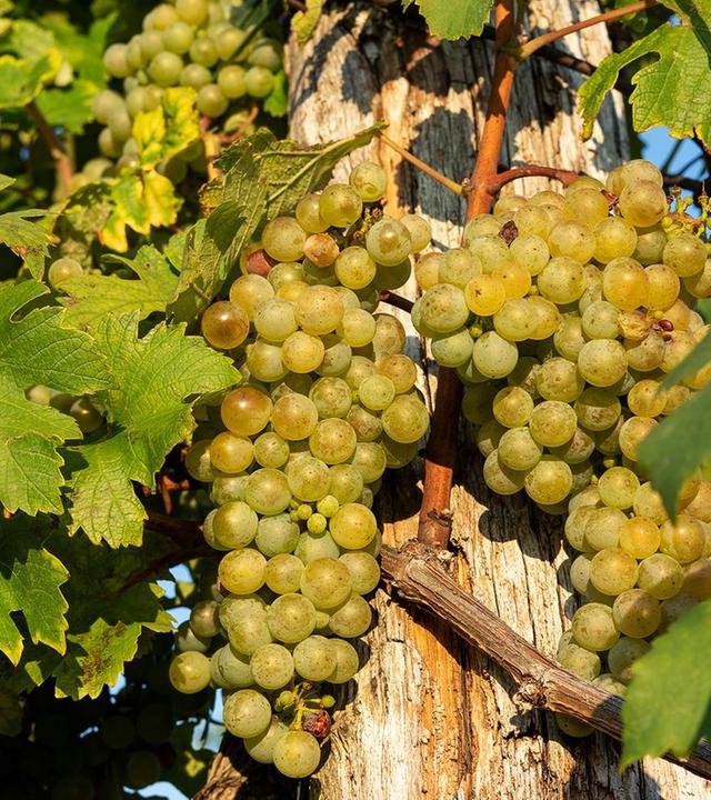 Re: Verbotene Liebe zum Wein