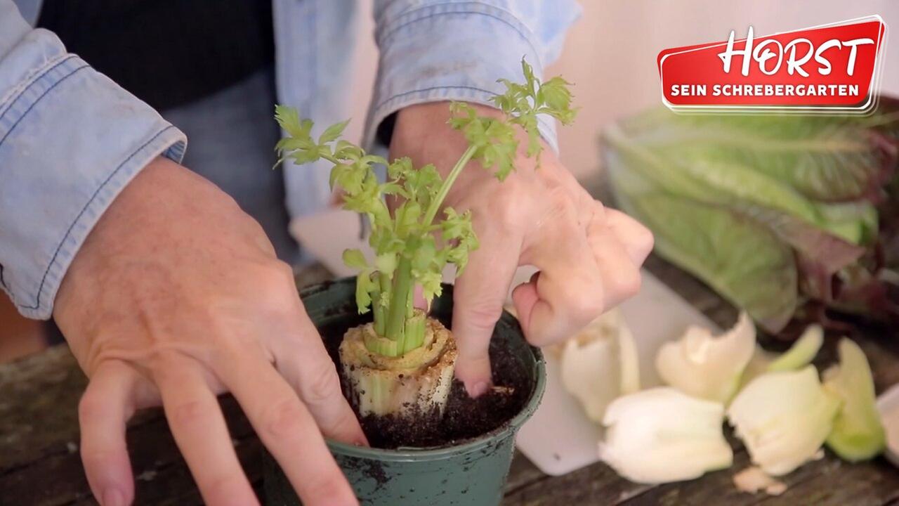 Regrowing oder: Kann man Gemüse einfach so nachwachsen lassen?