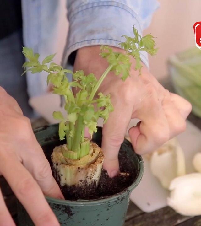 Regrowing oder: Kann man Gemüse einfach so nachwachsen lassen?